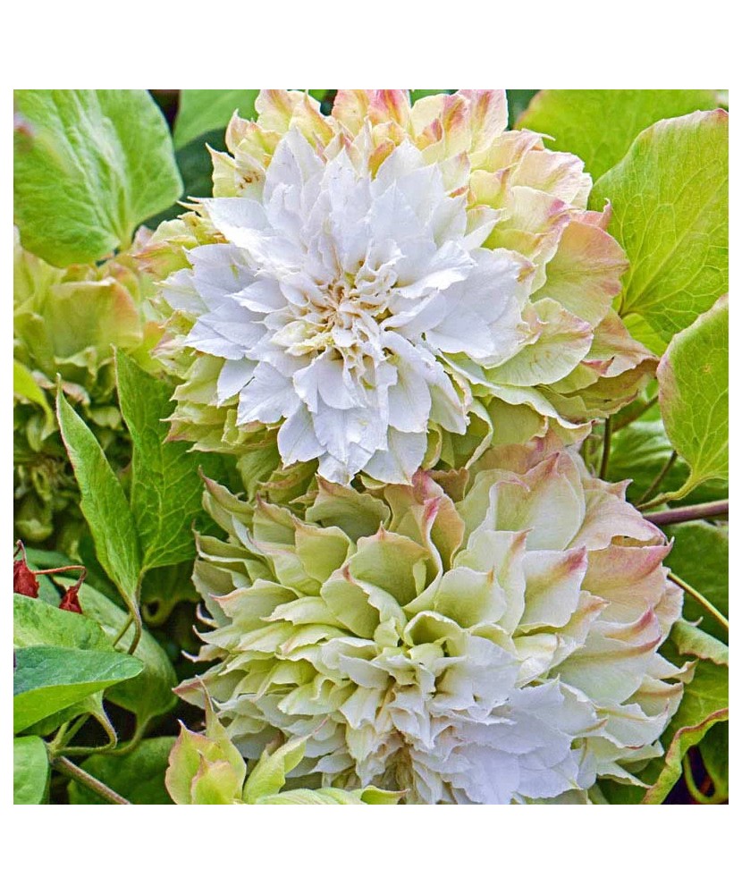 Clematis Midori C2 E Flori Mari Timpurii