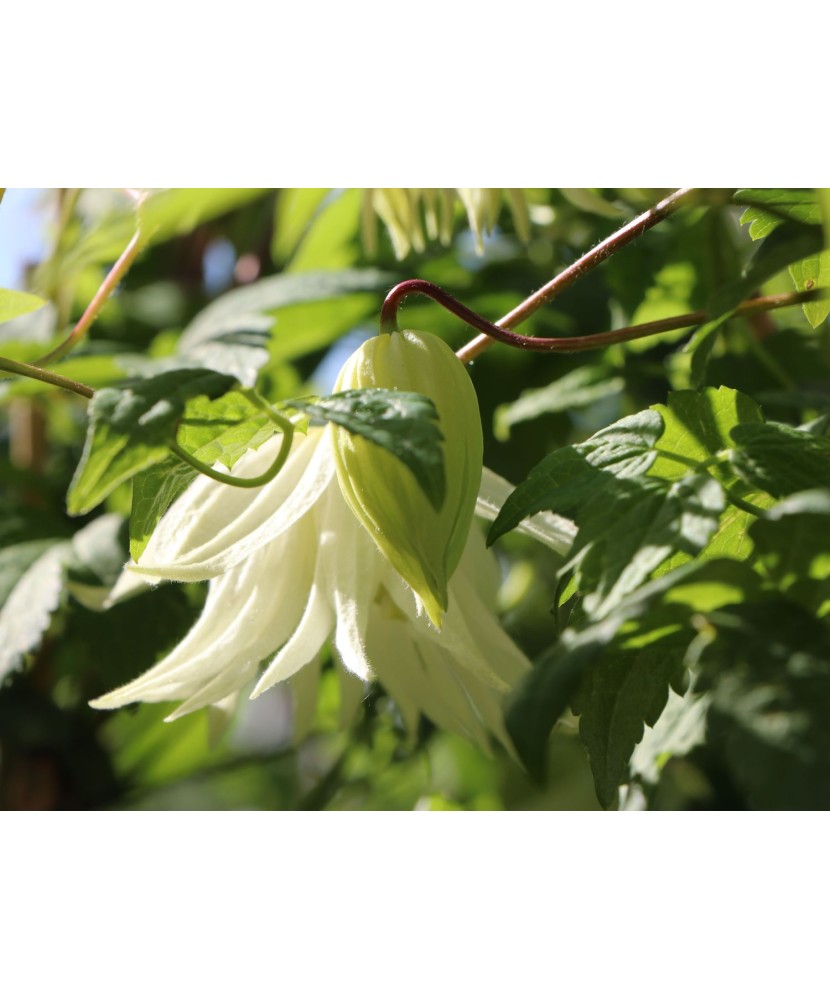 Clematis Lemon Dream PBR GA  C2 E Atragene G.