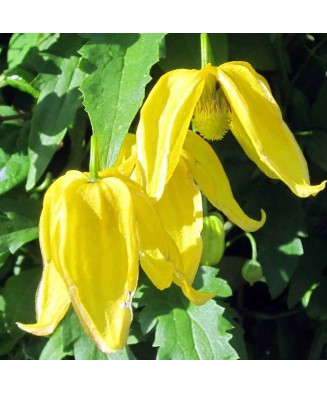 Clematis Lambton Park GT C2...