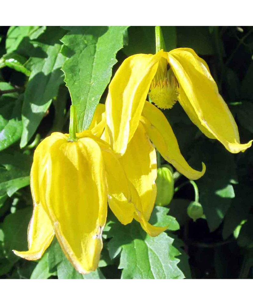 Clematis Lambton Park GT C2 Tangutica G.