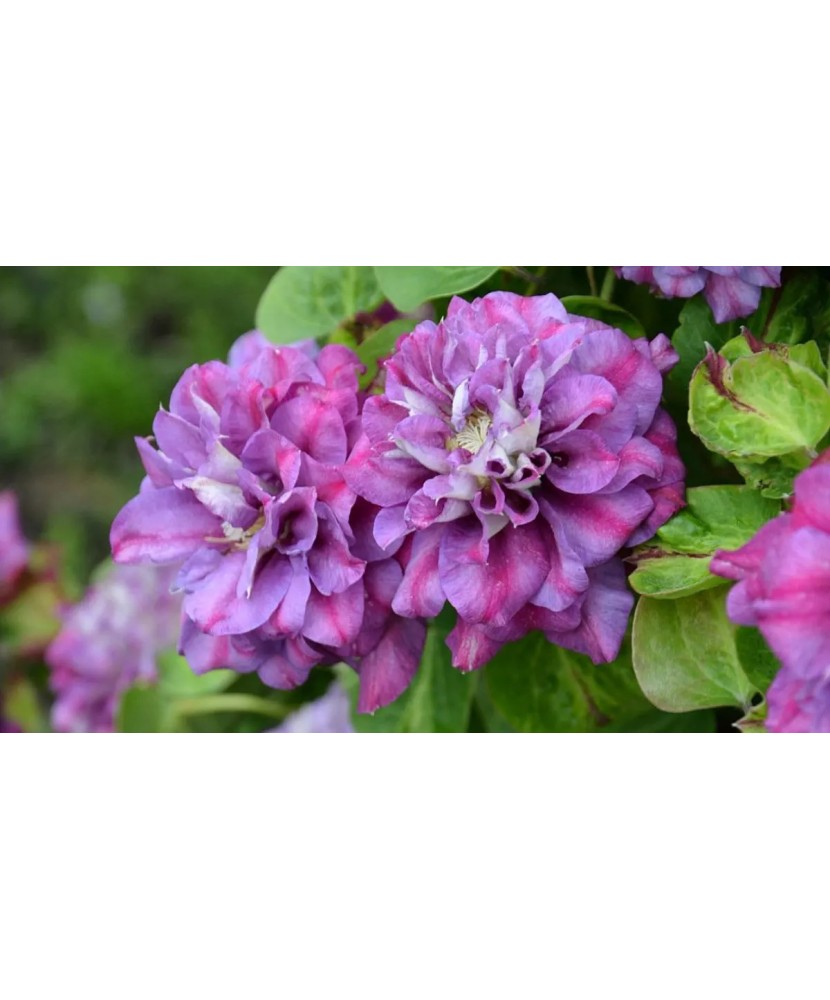 Clematis Królowa Bona C2 E Flori Mari Timpurii