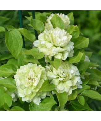 Clematis Kohana C2 E Flori...