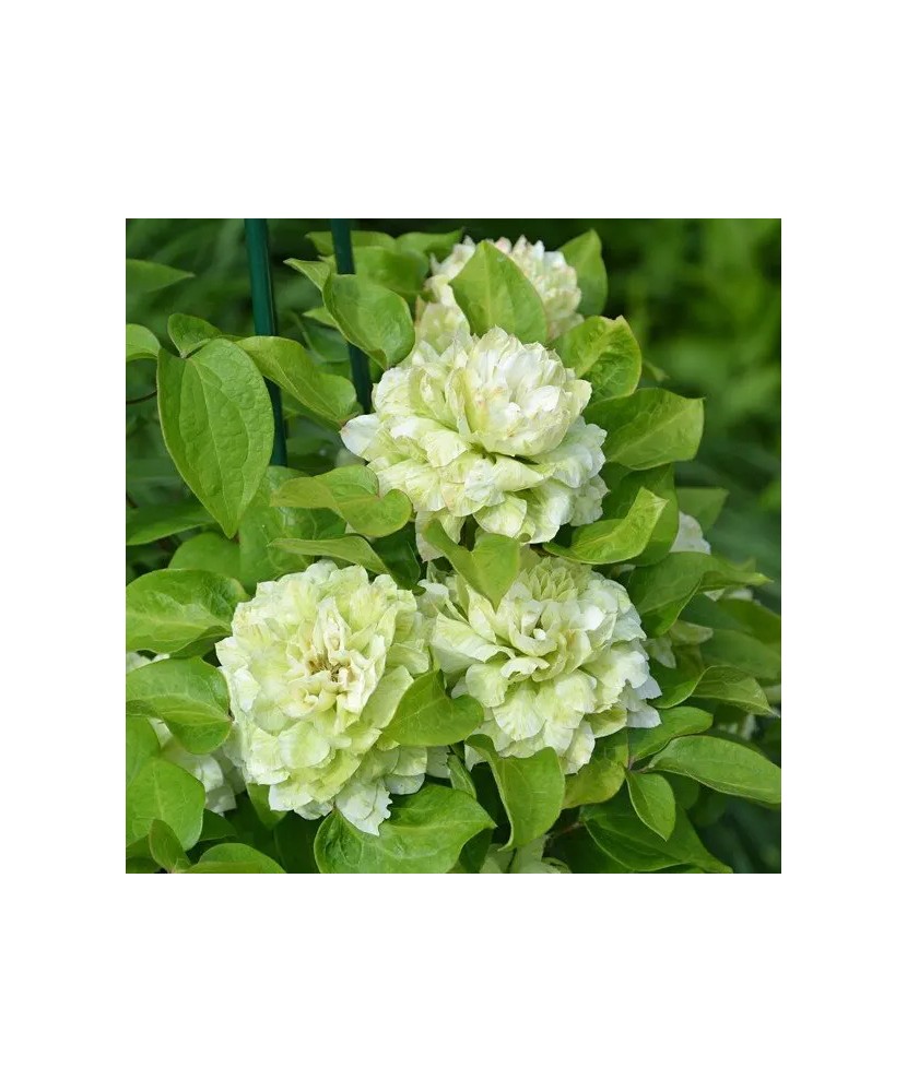 Clematis Kohana C2 E Flori Mari Timpurii