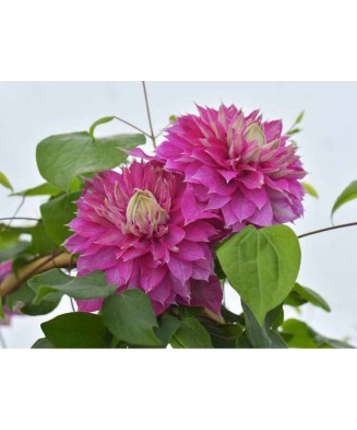 Clematis Kaiser PBR C2 E...