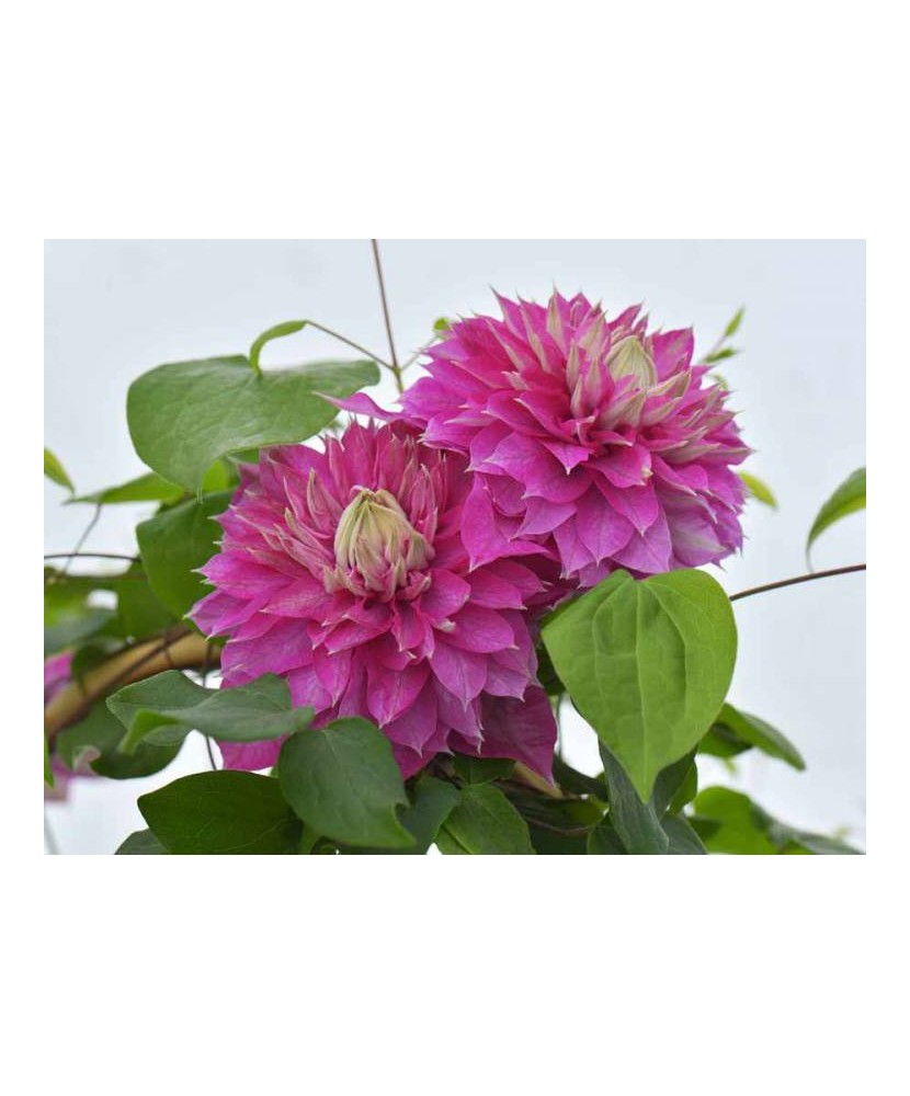 Clematis Kaiser PBR C2 E Flori Mari Timpurii