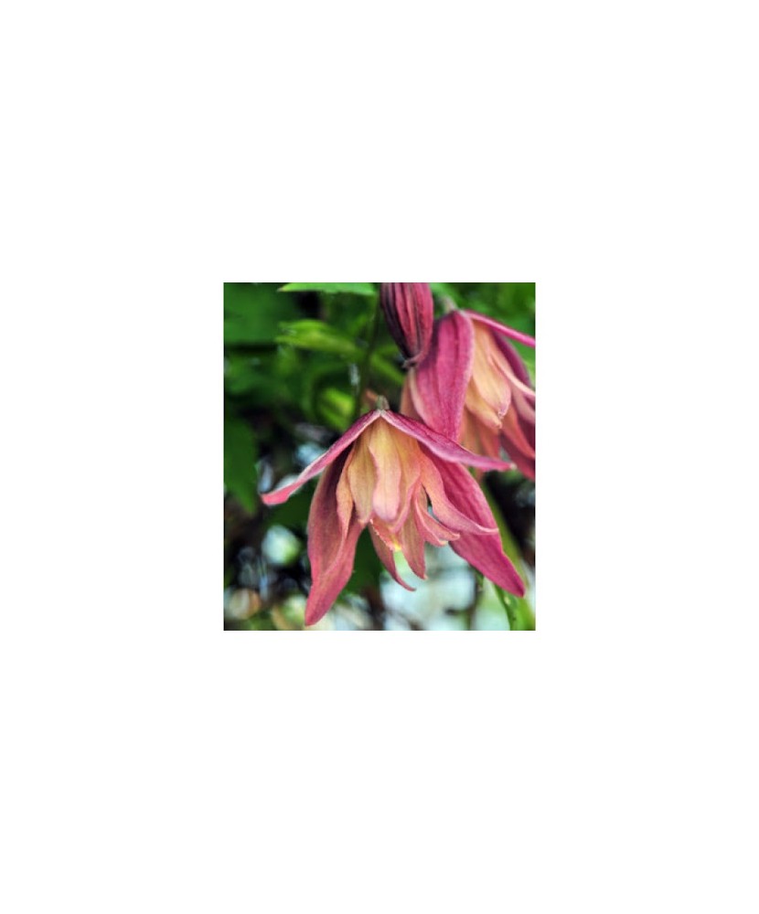 Clematis Janny GA C2 Atragene G.