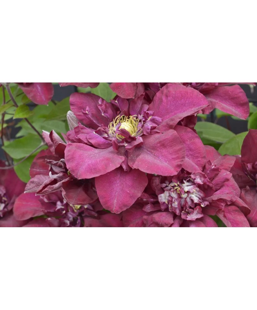 Clematis Jan III Sobieski C2 E Flori Mari Timpurii