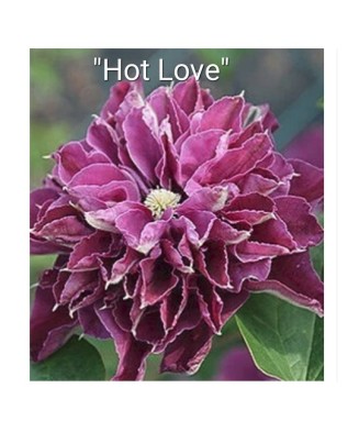 Clematis Hot Love PBR C2 E...