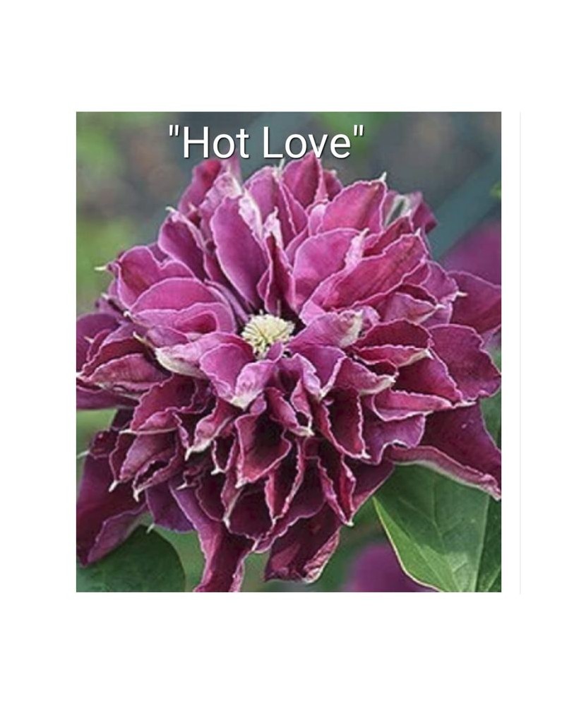 Clematis Hot Love PBR C2 E Flori Mari Timpurii