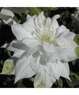 Clematis Halina Noll C2...