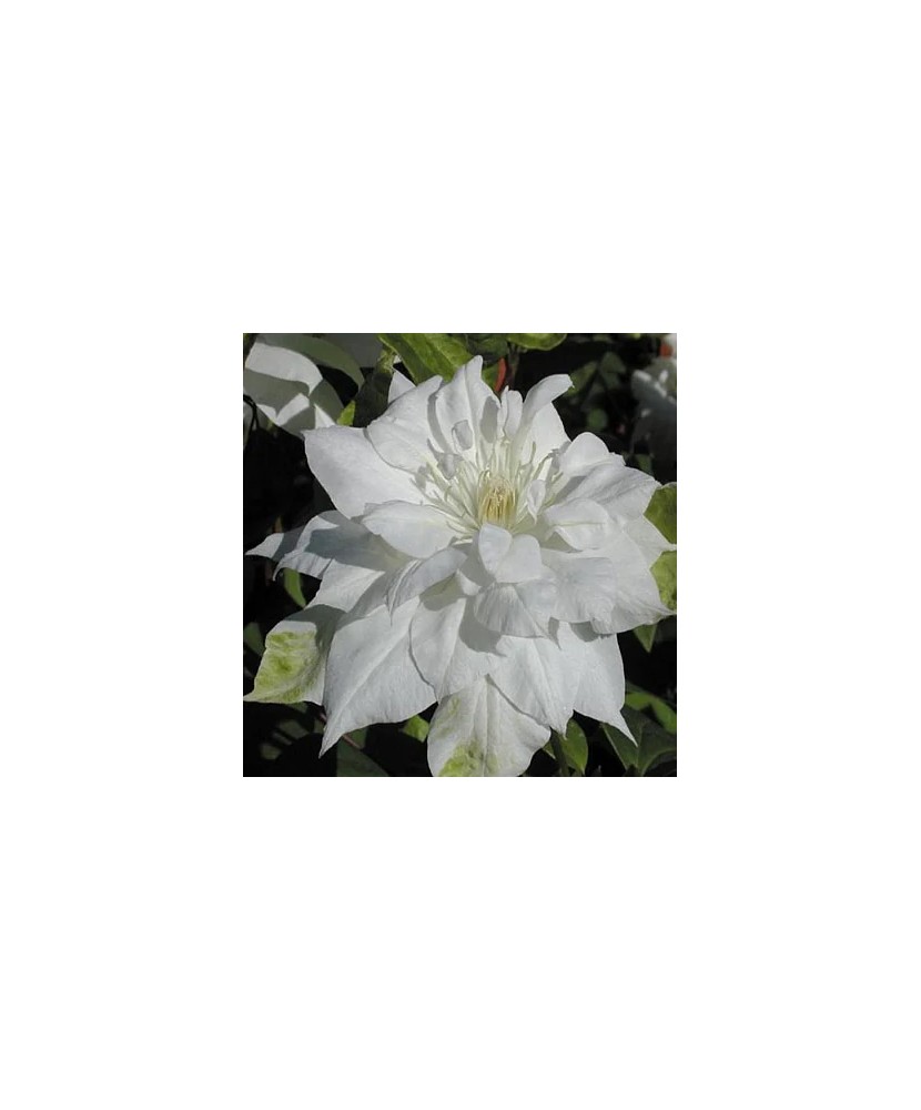 Clematis Halina Noll C2 Flori Mari Timpurii