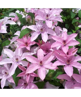 Clematis Hagley Hybrid C2...