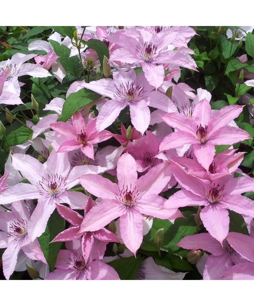 Clematis Hagley Hybrid C2 Flori Mari Târzii