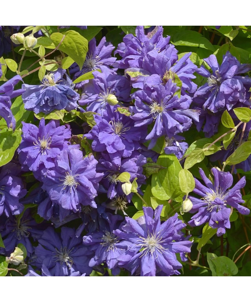 Clematis Floral Dance PBR C2 E Flori Mari Târzii