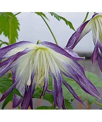 Clematis Blue Surprise GA...