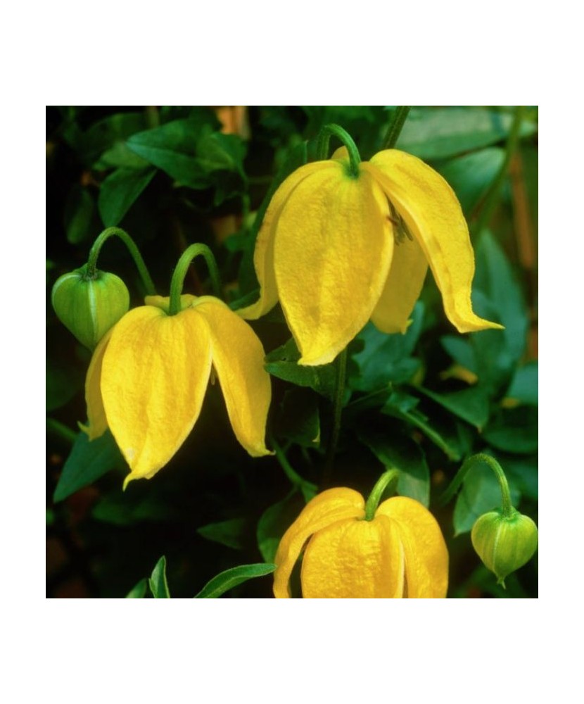 Clematis Bill MacKenzie GT C2 Tangutica G.