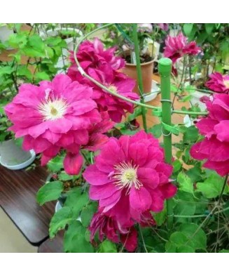 Clematis Akafuji C2 Flori...