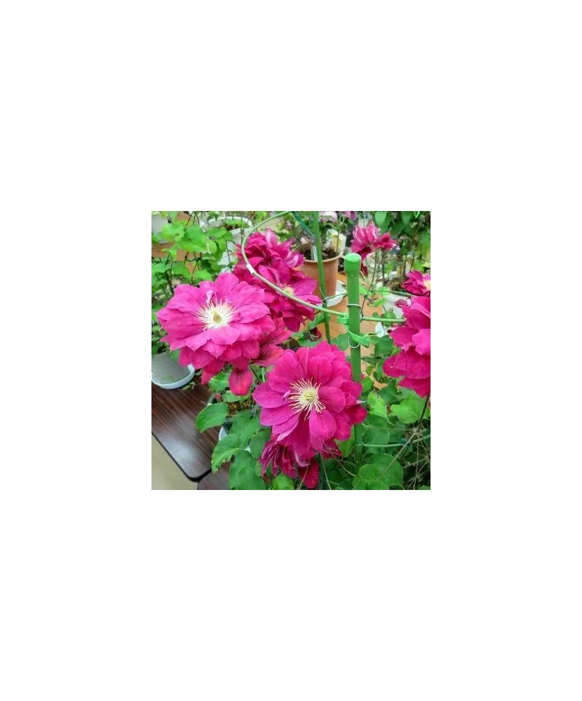 Clematis Akafuji C2 Flori Mari Timpurii