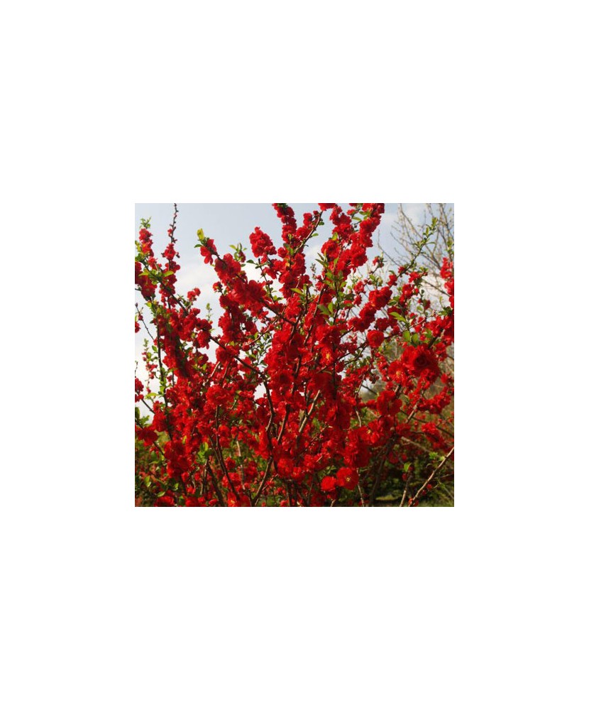 Gutui Japonez, Chaenomeles speciosa Scarlet Storm PBR PW C3