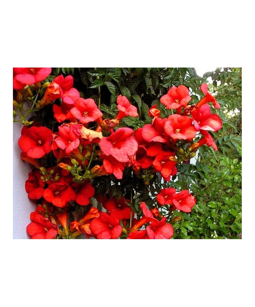 Campsis radicans Gabor C2