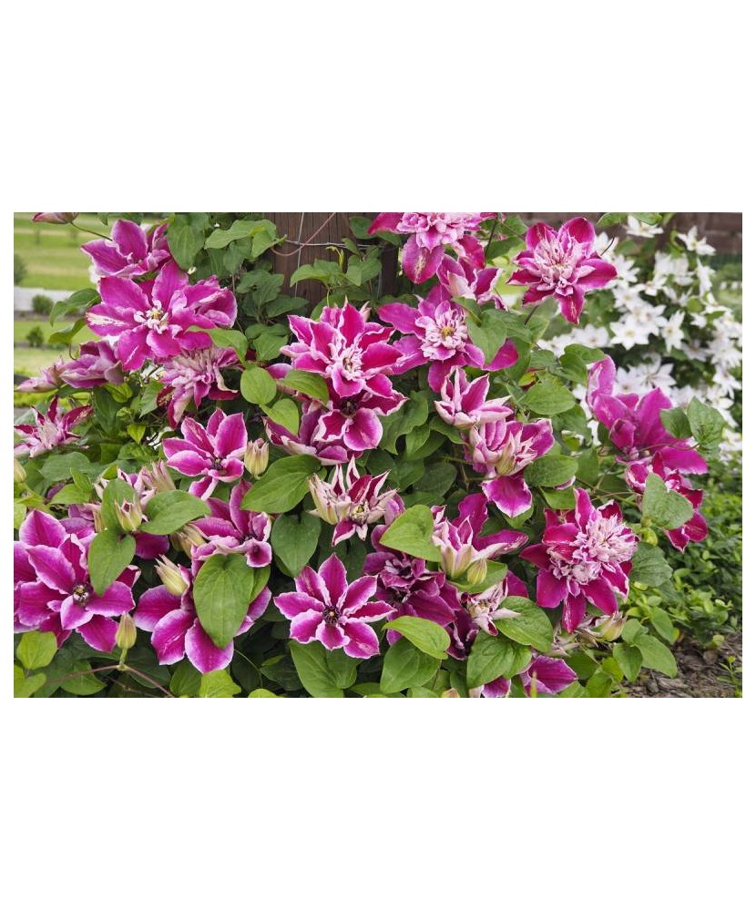 Clematis My Darling P9