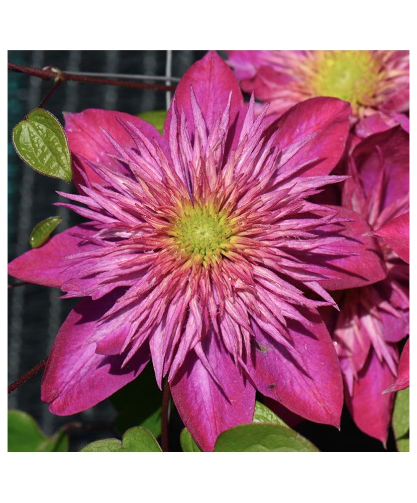 Clematis Kaiser PBR P9