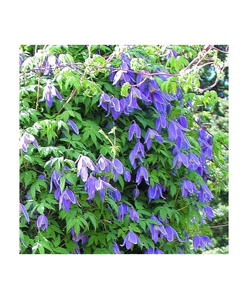 Clematis Jiska GA P9