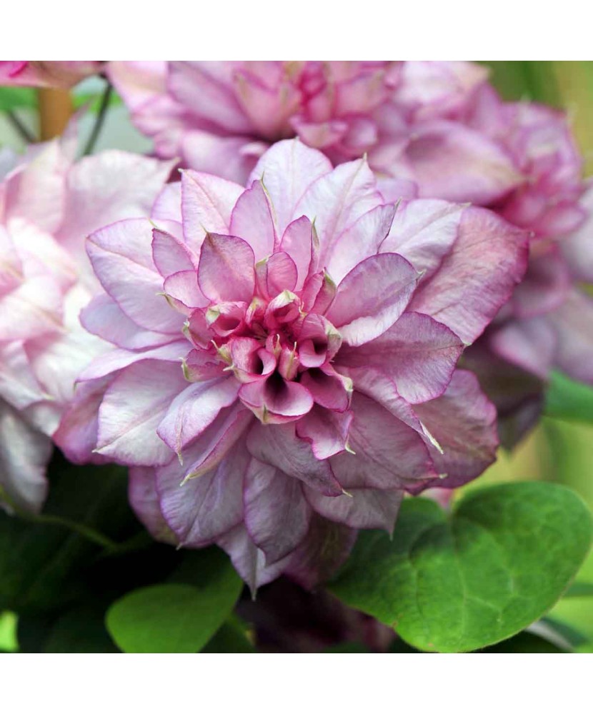 Clematis Innocent Glance PBR P9