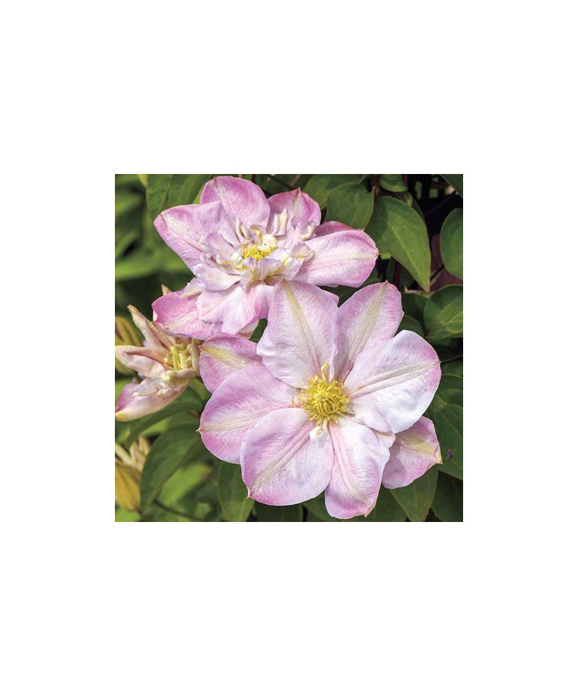 Clematis Innocent Blush PBR , Ghiveci 1 litru