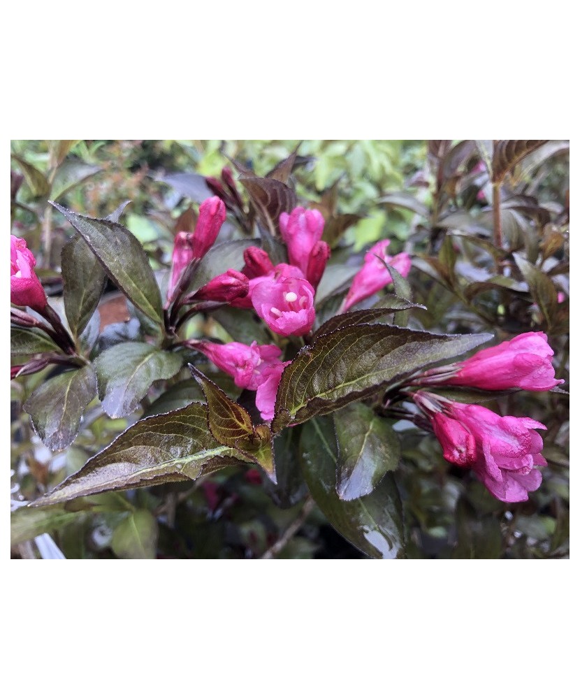 Weigela florida Foliis Purpureis C2