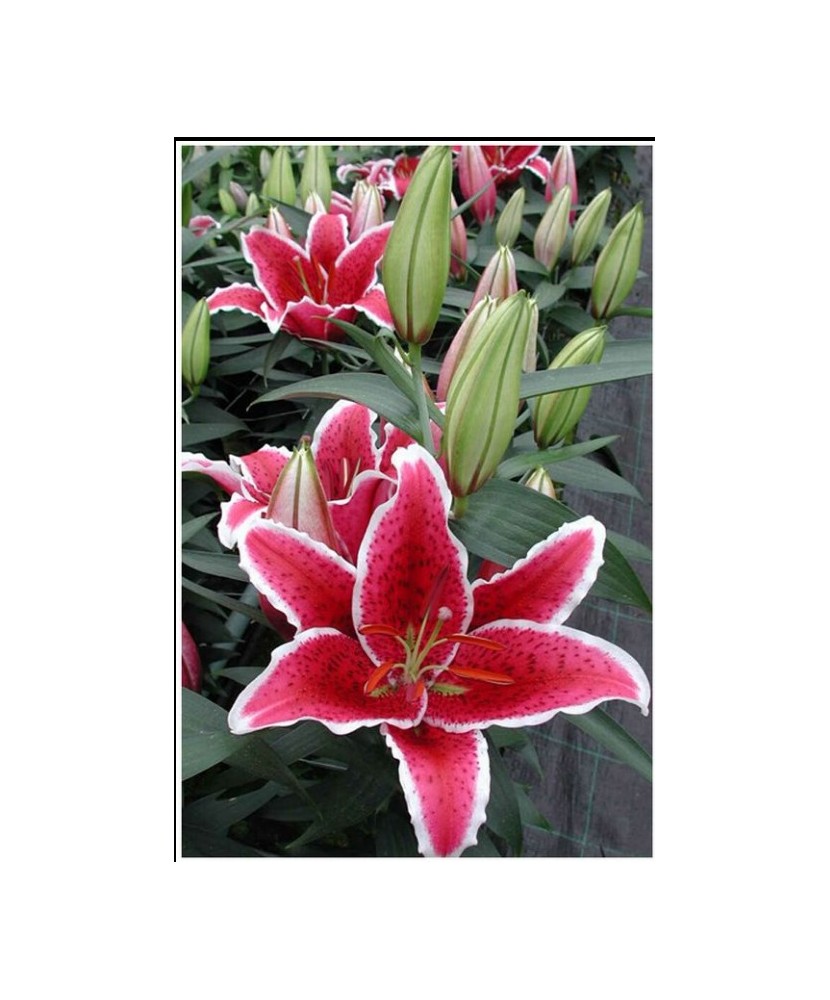 Crini Lilium Front Page 14/16