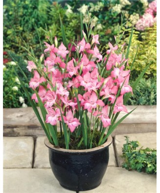Gladiole Charming beauty 8/10, vrac, 1 buc