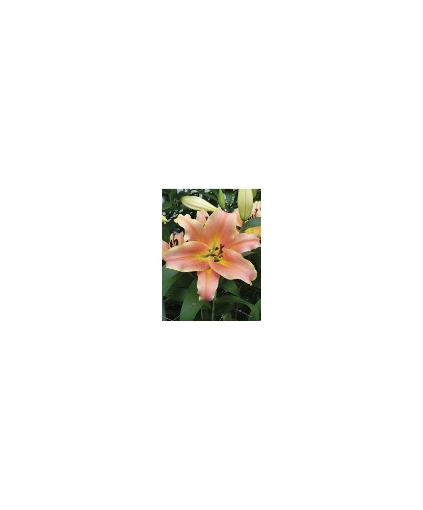 Crini Lilium  Zelmira 16/18, vrac, 1 buc