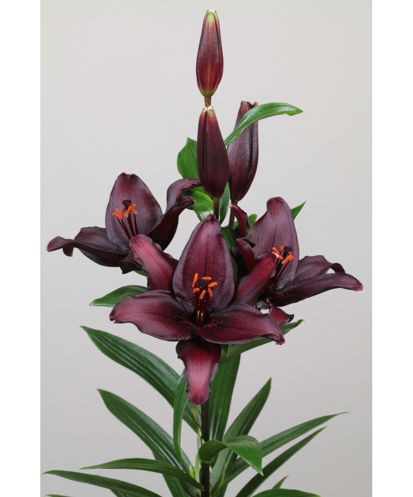Crini Lilium  Secret Kiss 16/18, vrac, 1 buc