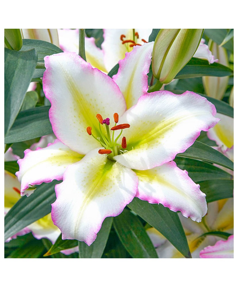 Crini Lilium  Primrose Hill 16/18, vrac, 1 buc