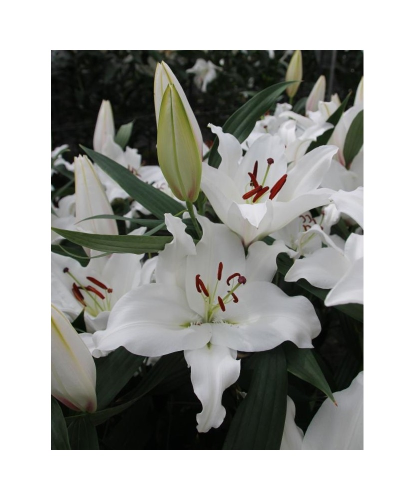 Crini Lilium  Premium Blond 18/20, vrac, 1 buc