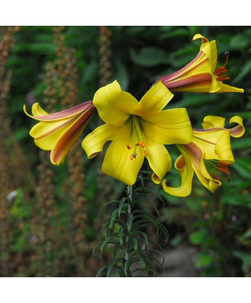 Crini Lilium  Golden Splendor 16/18, vrac, 1 buc