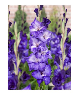 Gladiole Grapevine 12/14, vrac, 1 buc
