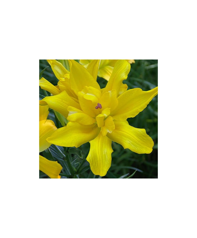 Crini Lilium Tomos   16/18, vrac, 1 buc