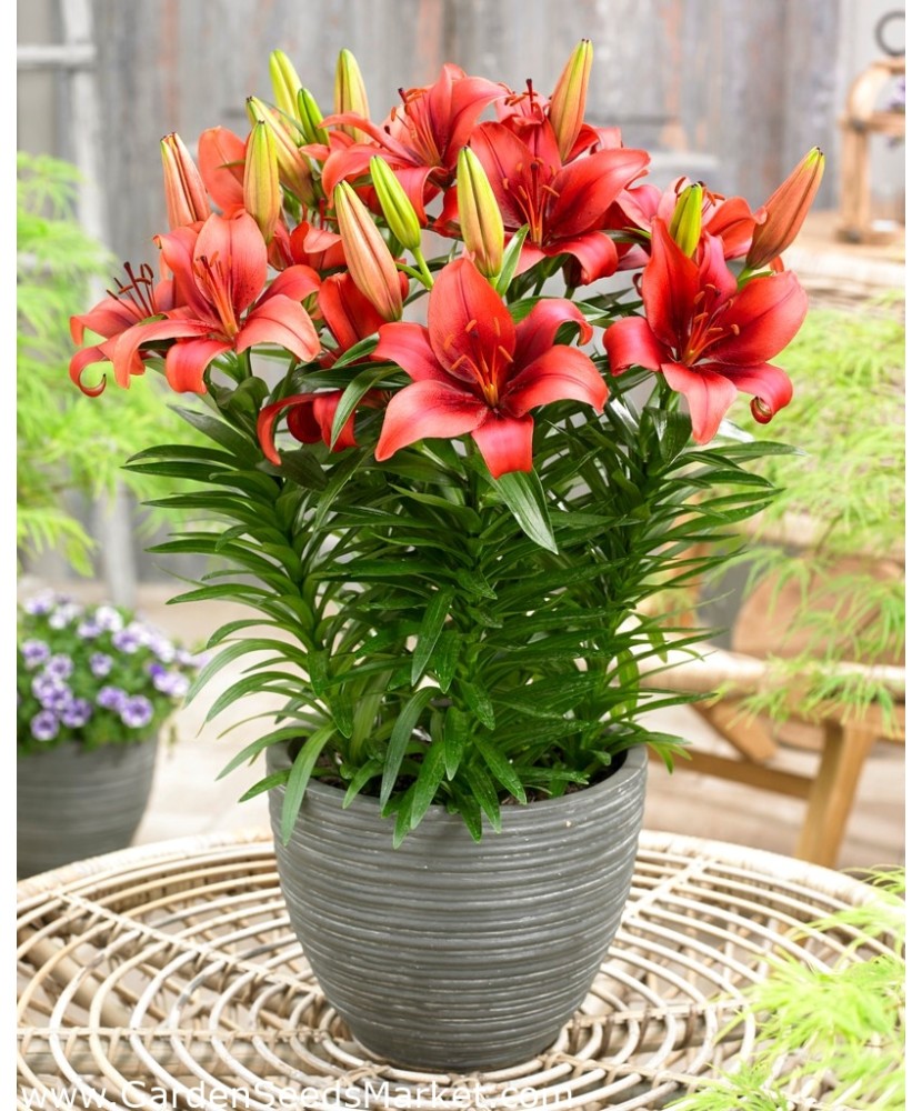 Crini Lilium  Salinero   14/16, vrac, 1 buc