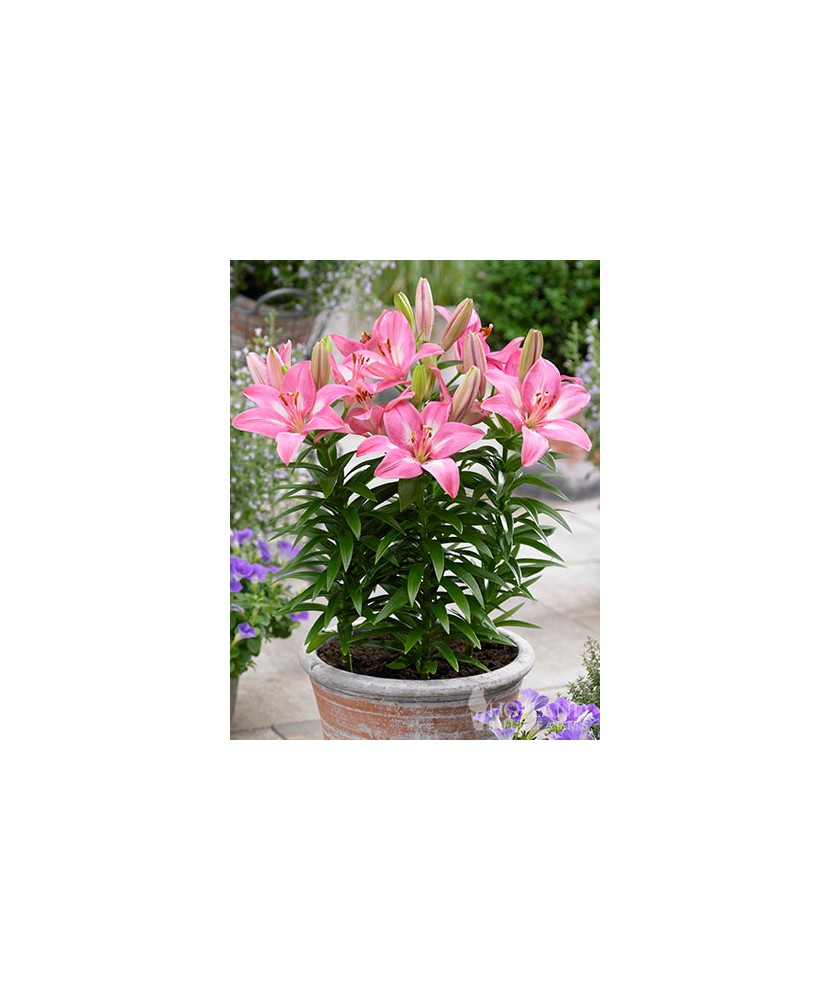 Crini Lilium  Rozalynn  14/16, vrac, 1 buc