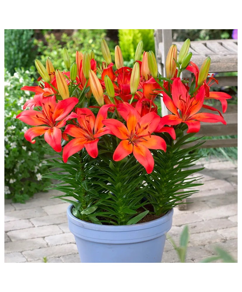 Crini Lilium  Matrix  Lilium 14/16, vrac, 1 buc