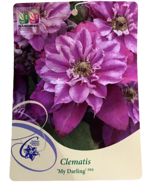 Clematis My Darling P9