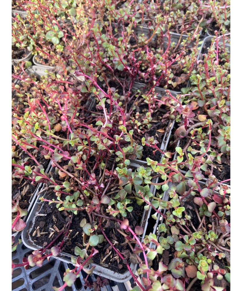 Sedum Spurium Roz, 1 buc, Radacina, roz, 15cm, 7-9