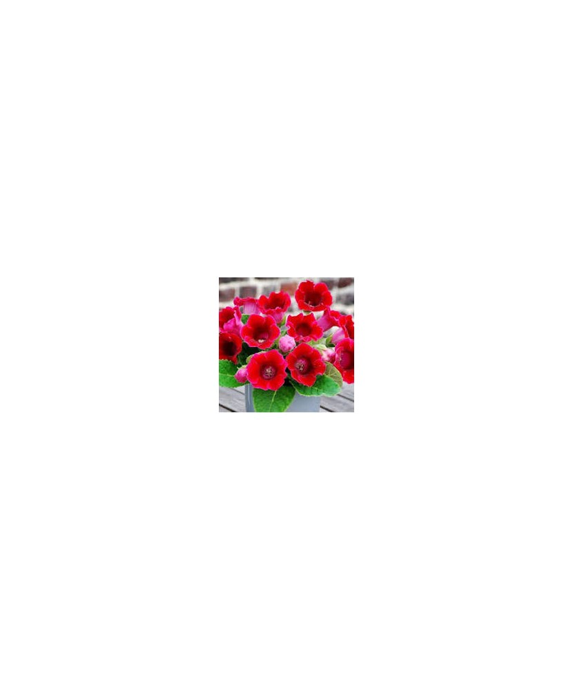 Gloxinia Etoile de Feu 1 Bulb, Vrac