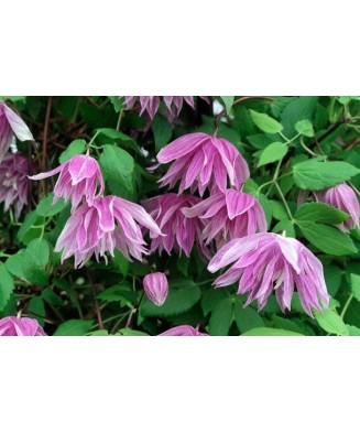 Clematis Purple Dream PBR GA C2 E Atragene G.