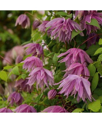 Clematis Purple Dream PBR...