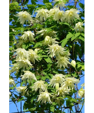 Clematis Lemon Dream PBR GA  C2 E Atragene G.