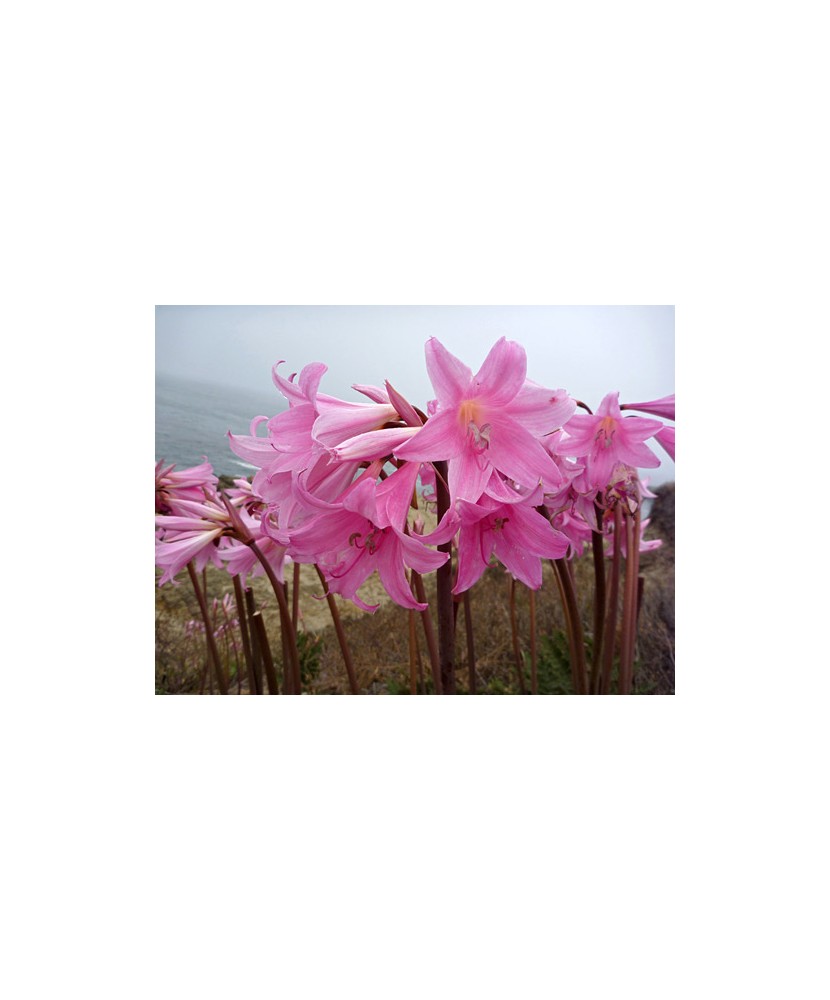 AMARYLLIS BELLADONNA, 1 BUC, 20/+