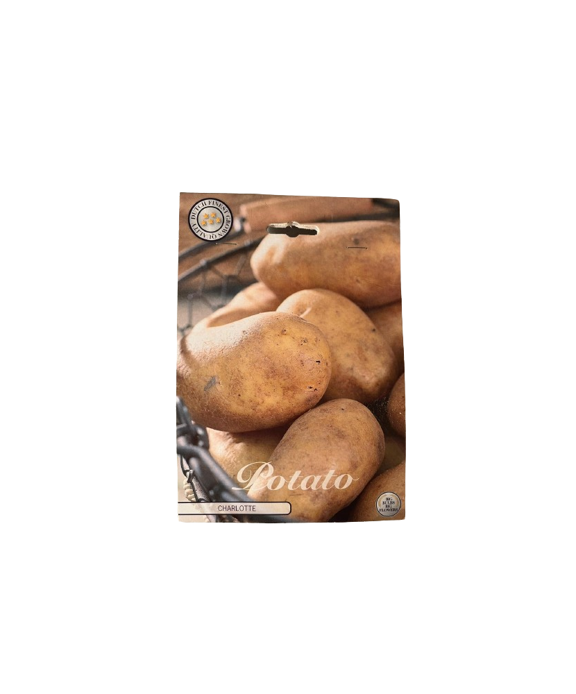 Pachet Cartofi Charlotte Bulbi